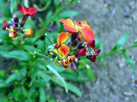 Fresh flowers Stock Photos