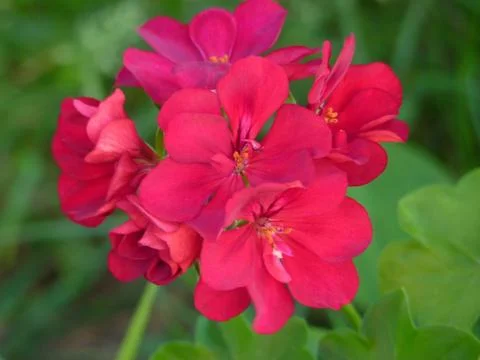 Fresh flowers Stock Photos