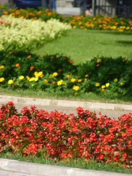 Fresh flowers Foto stock