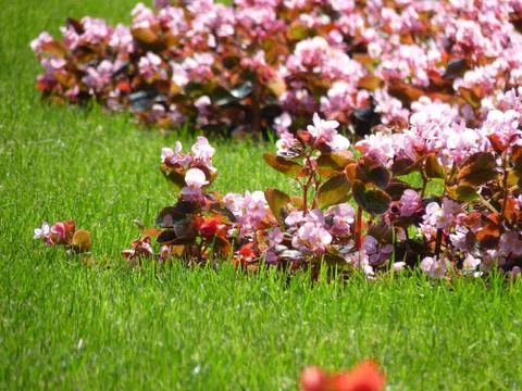Fresh flowers Stock Photos