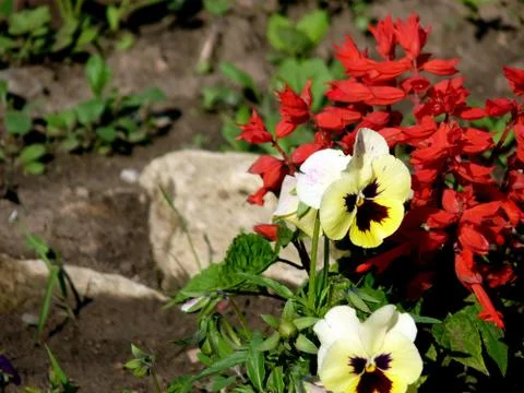 Fresh flowers Stock Photos