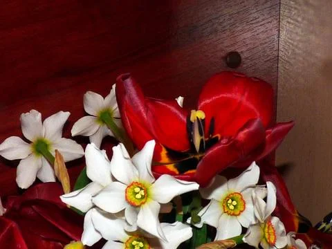 Fresh flowers Stock Photos