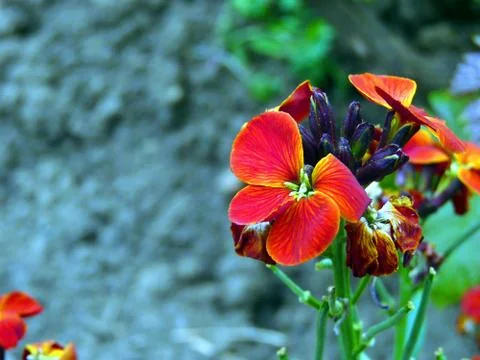 Fresh flowers Foto stock
