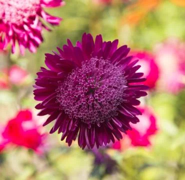 Fresh flowers Stock Photos