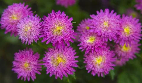 Fresh flowers Stock Photos