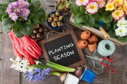 Fresh flowers for planting in spring Foto stock