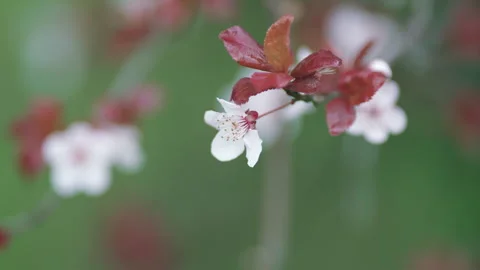 Fresh Flowers Of Sweet Cherry Or Plum With Red Leaves. Light Flowers Of A Purple Stock Footage 262654445