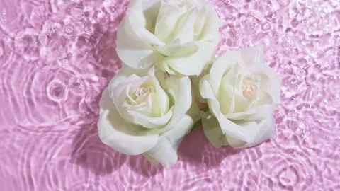 Fresh flowers into water Stock Footage 256148099