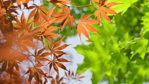 Fresh foliage of leafy birch tree on sky background swaying in the wind. Stock Footage 247596126