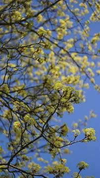 Fresh foliage on maple tree branches budding in spring Stock Photos