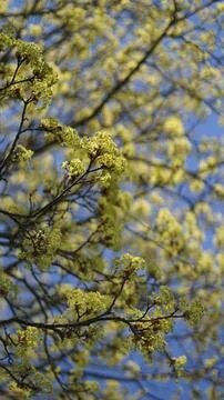 Fresh foliage on maple tree branches budding in spring Stock Photos
