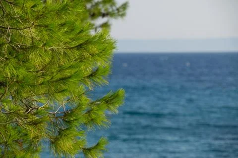 Fresh foliage of pine cone tree and clear blue sky and sea water in backgroun Foto stock
