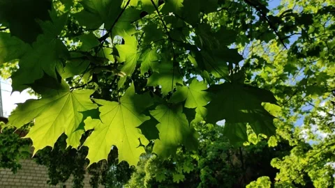 Fresh foliage of spring maple tree isolated on sunny clear blue sky background. Stock Footage 195957449