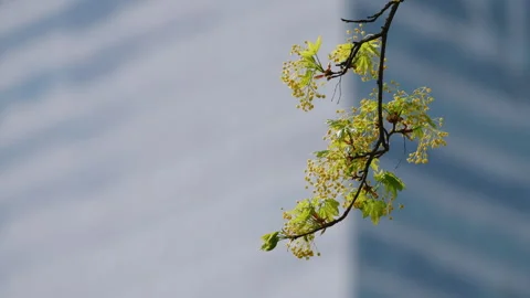 Fresh foliage tree branch in sunlight, blue glass buildings blurred background 動画素材 333651068