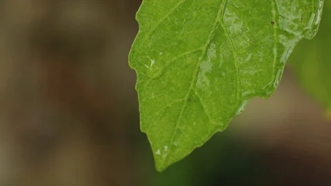 Fresh Video stock 90959814