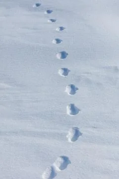 Fresh footprints trace a path through soft, untouched snow Stock Photos