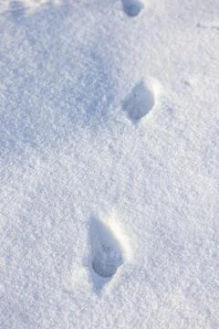 Fresh footprints tracking path in winter snow 스톡 사진