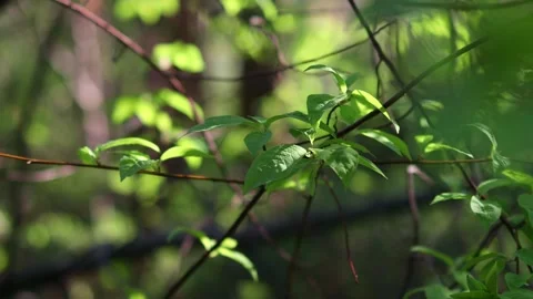 Fresh forest greenery in spring 4k 30fps video Stock Footage 267683087
