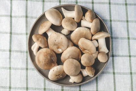 Fresh forest mushrooms Stock Photos