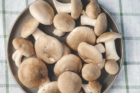 Fresh forest mushrooms Stock Photos