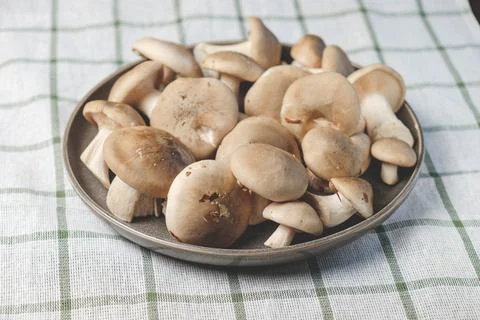 Fresh forest mushrooms Stock Photos