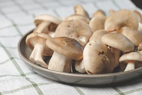Fresh forest mushrooms Stock Photos