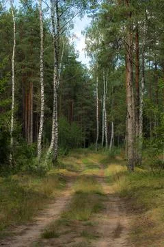 Fresh forest Stock Photos