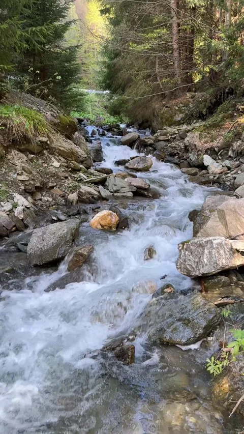 Fresh forest stream early spring in Transylvania, Romania Stock Footage 277130926