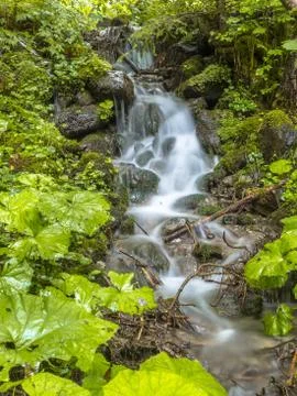 Fresh forest stream Stock Photos