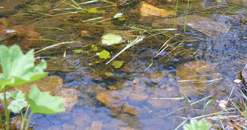 Fresh forest stream with a rocky bottom. Concept of nature, ecology Stock Footage 207029394