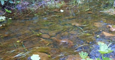 A fresh forest stream with a rocky bottom. The concept of nature Stock Footage 207029418