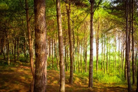 Fresh forest with sumbeams Foto stock