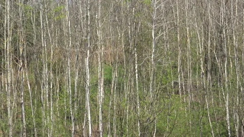 Fresh forest trees. Stock Footage 167696475