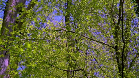 Fresh forest trees. Видео 167697315