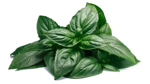 Fresh fragrant Thai Basil, paths Stock Photos