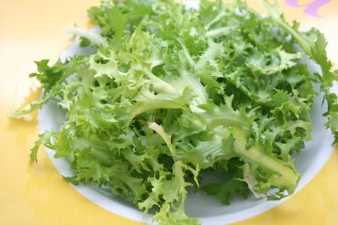 Fresh frisee Stock Photos