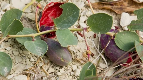 Fresh fruit on a branch capers Stock-Footage 75615665