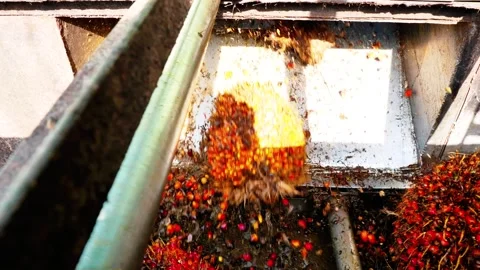 Fresh Fruit Bunches Falling onto Industrial Conveyor Belt for Processing Stock Footage 335703430