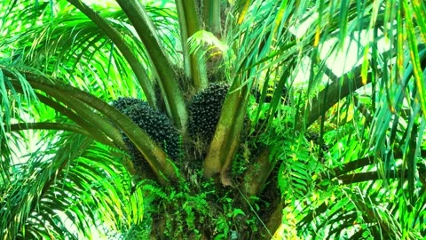 Fresh Fruit Bunches FFB Growing on Mature Oil Palm Tree in Borneo Stockbeeldmateriaal 329088952