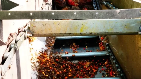 Fresh fruit bunches moving on a conveyor in industrial palm oil processing Stock Footage 335703549