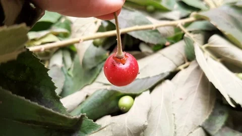 Fresh Fruit Video stock 237157862