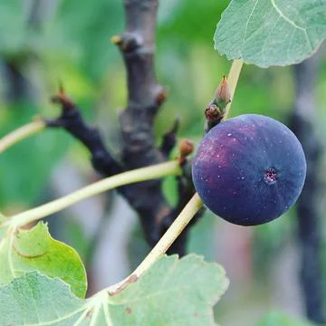 Fresh fruit Foto stock
