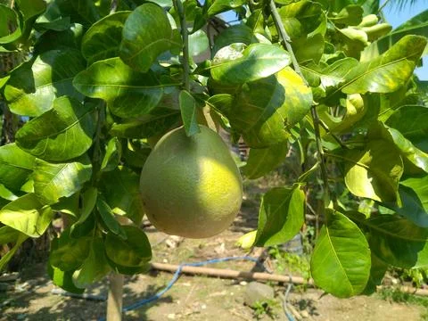Fresh fruit Stock Photos