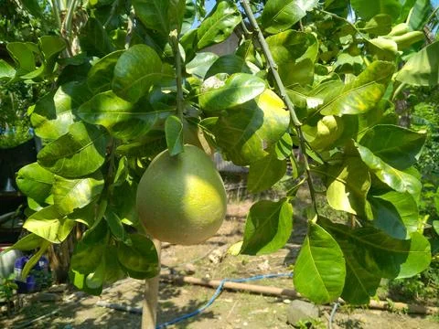 Fresh fruit Stock Photos