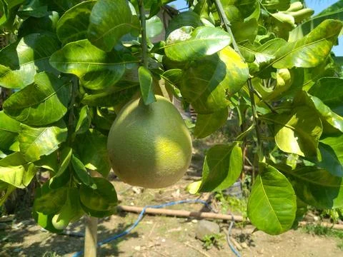 Fresh fruit Stock Photos