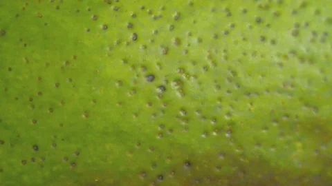 Fresh fruit skins background Stock Footage 101636033