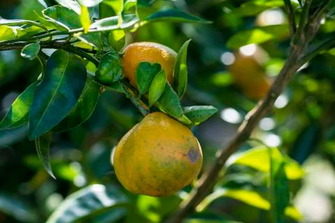 Fresh fruit on tree Stock Photos