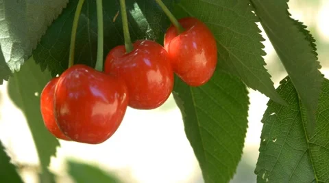 Fresh fruit tree sun rays organic ecological mature red cherry spring harvest 4k Stock Footage 55045005