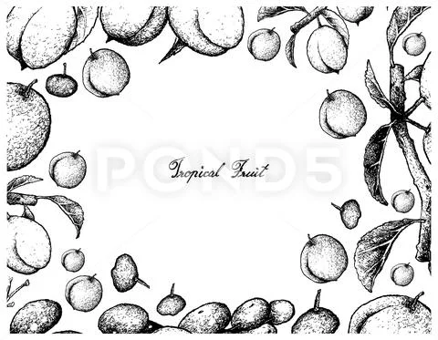 Fresh Fruits, Illustration Frame of Hand Drawn Sketch Chinese Plum, Japanese Stock Illustration
