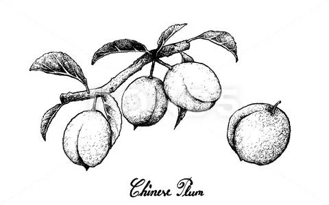 Fresh Fruits, Illustration of Hand Drawn Sketch Chinese Plum, Japanese Plum o Stock Illustration
